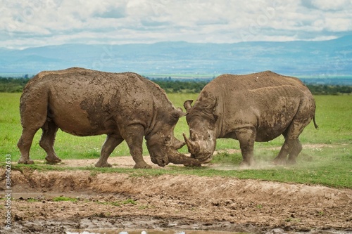 white rhino in the savanna © Delvin