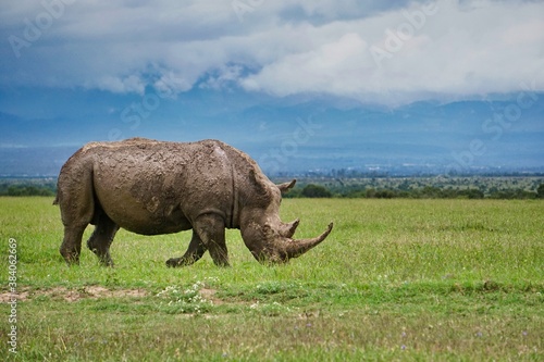 Rhino in the wild