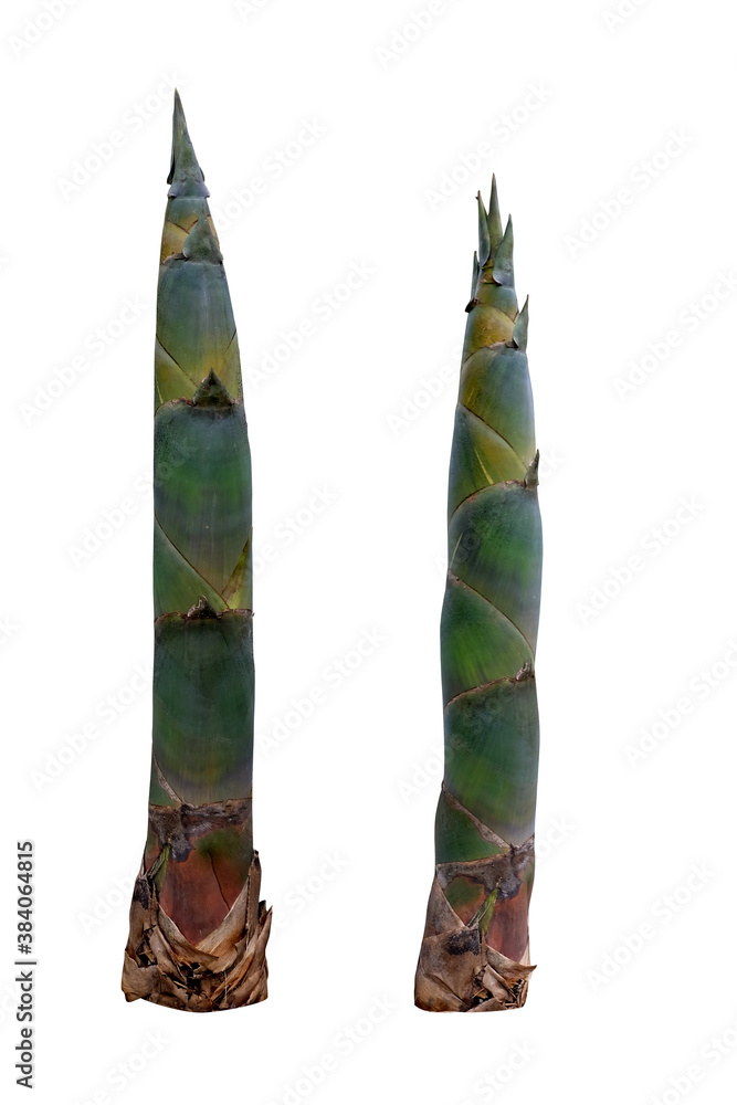 Bamboo shoots isolated on white background with Clipping Path Bamboo shoots isolated on white background with Clipping Path
