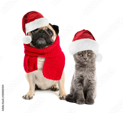 Cute dog and cat in Santa hats on white background © Pixel-Shot