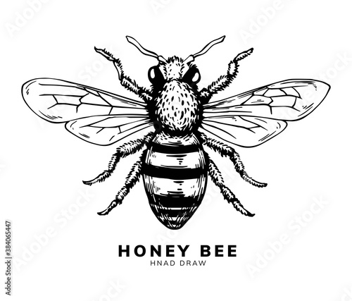 honey bee hand drawing style © Grind