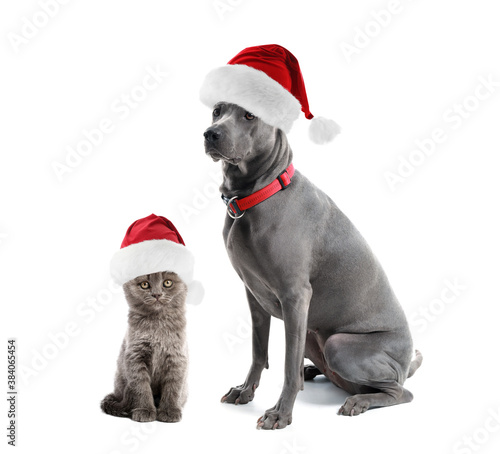 Cute cat and dog in Santa hats on white background © Pixel-Shot