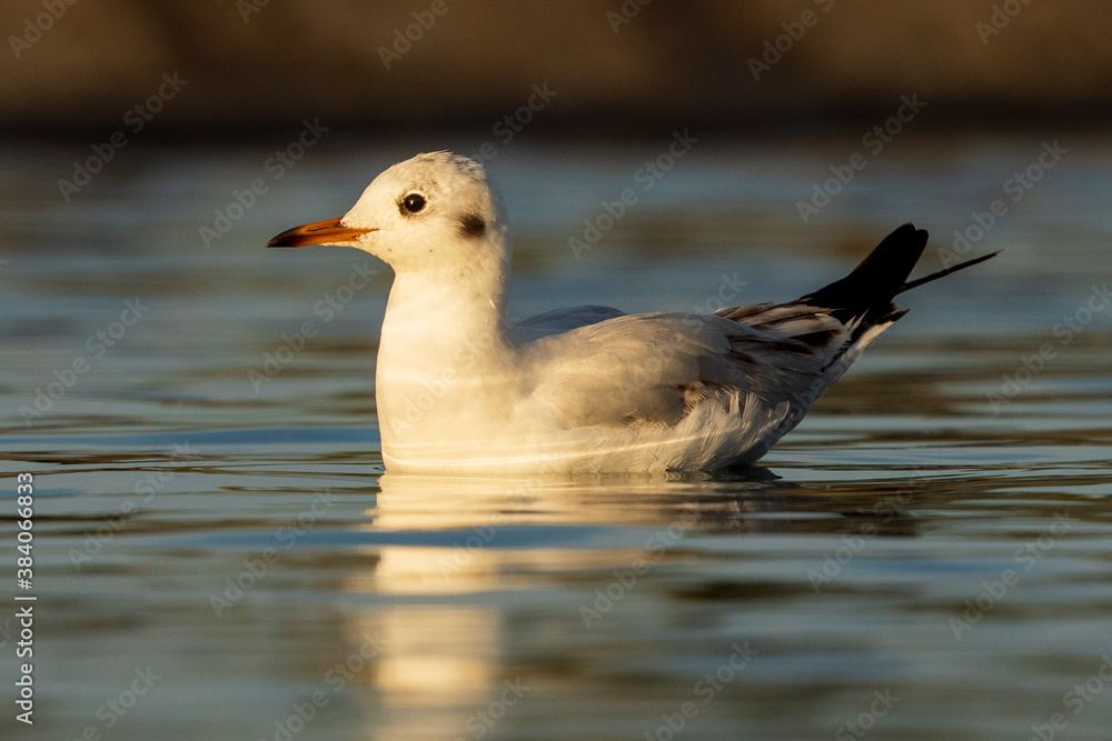 Black-headed Gull Chroicocephalus ridibundus Costa Ballena Black-headed Gull Chroicocephalus ridibundus Costa Ballena