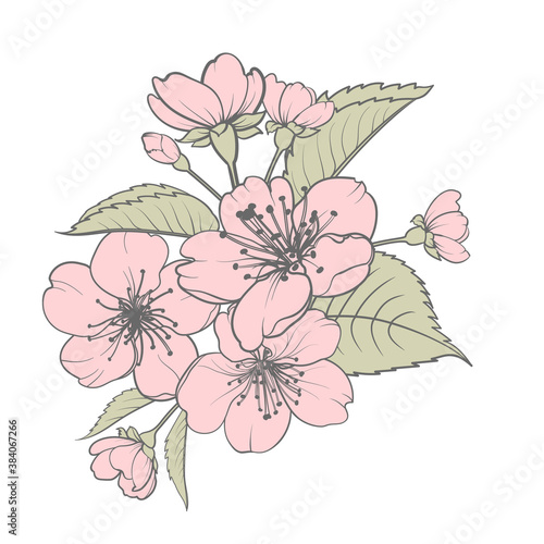 Hand drawn design elements sakura flowers collection.