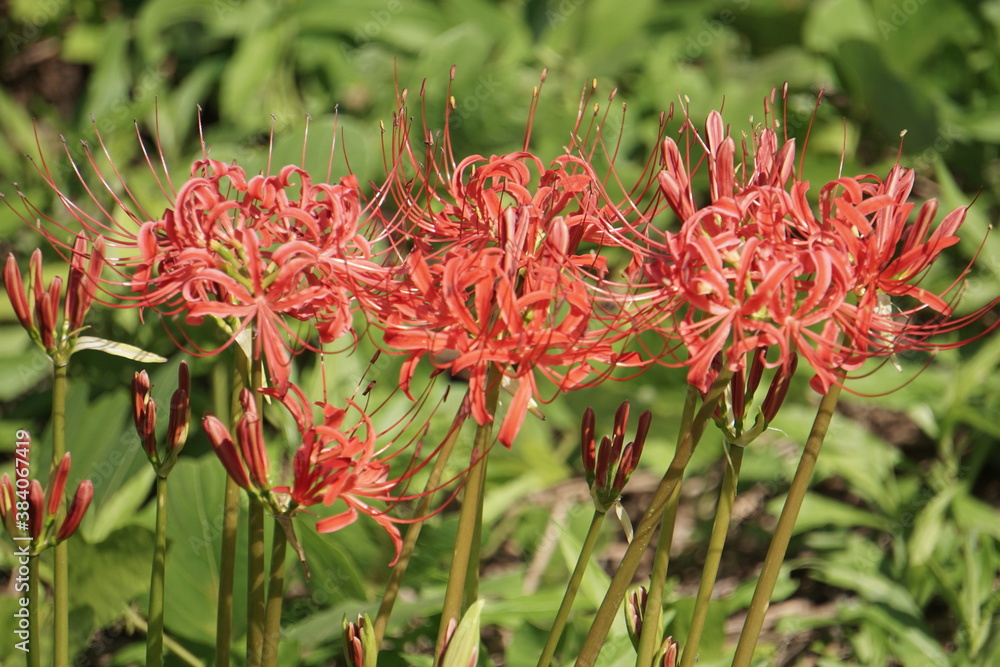 Beautiful cluster amaryllis blooming on the road Beautiful cluster amaryllis blooming on the road