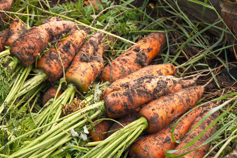 Fresh dirty carrots in the garden a new crop of vegetables