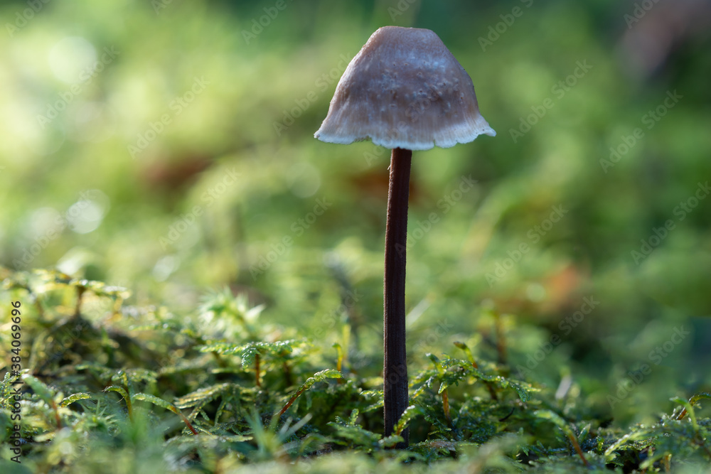 Mushroom in forest Mushroom in forest