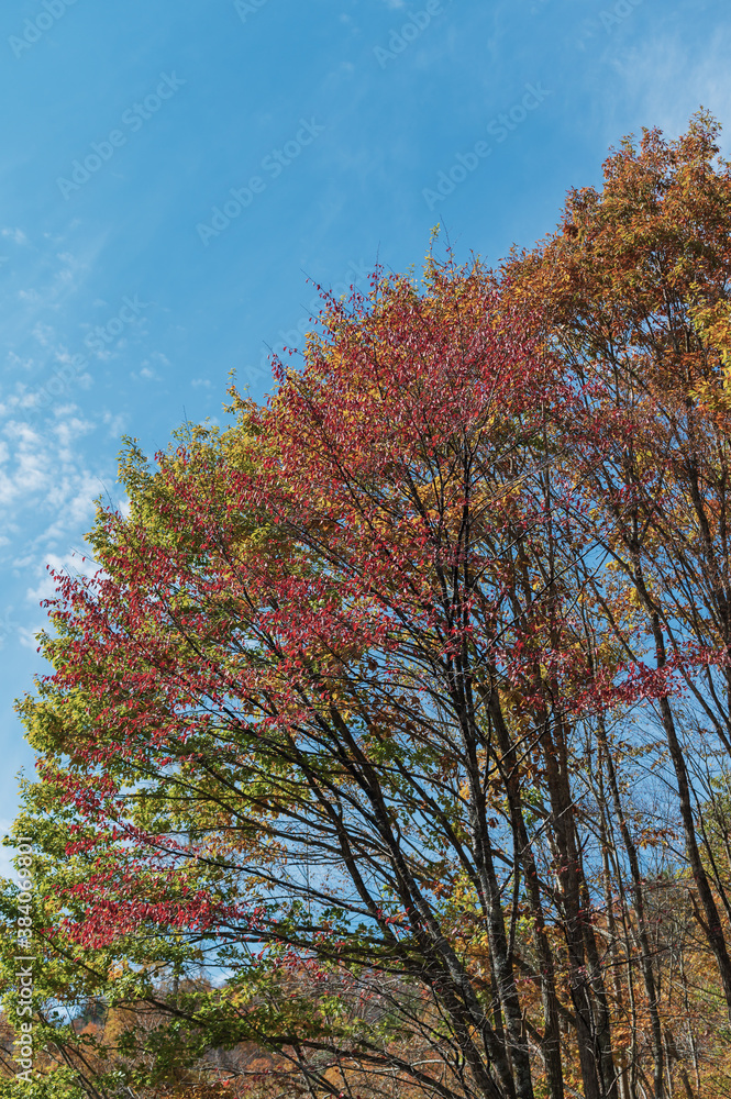紅葉した木 紅葉した木
