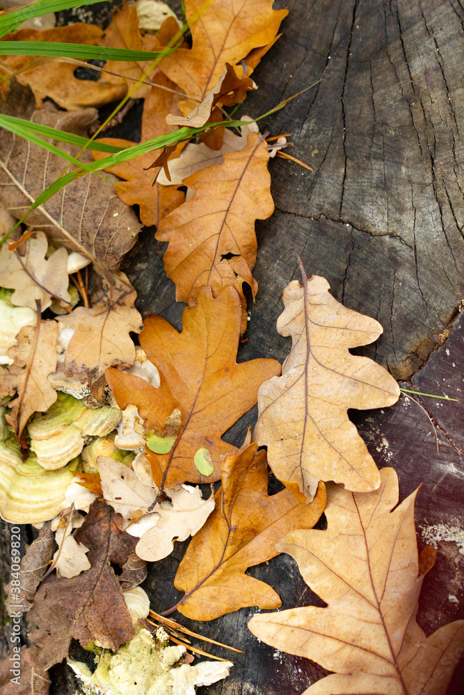 Dry autumn yellow and brown leaves and mushrooms on a blackened tree stump Dry autumn yellow and brown leaves and mushrooms on a blackened tree stump