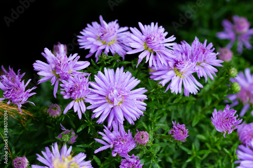 Autumn spray asters of lilac color on a green background