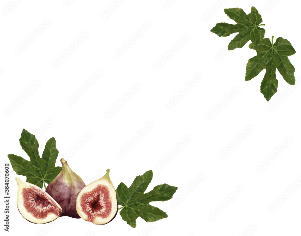いちじくの水彩風イラスト フレーム Stock ベクター Adobe Stock