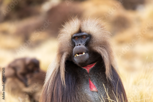portrait of alpha male of endangered endemic animal monkey Gelada baboon. Theropithecus gelada, Debre Libanos, Simien Mountains, Africa Ethiopia wildlife photo