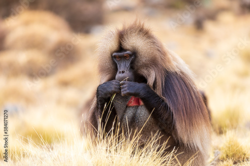 portrait of alpha male of endangered endemic animal monkey Gelada baboon. Theropithecus gelada, Debre Libanos, Simien Mountains, Africa Ethiopia wildlife