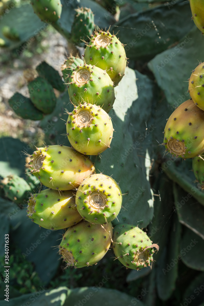 Opuntia fruit or prickly pear fruit in nature. Opuntia fruit or prickly pear fruit in nature.