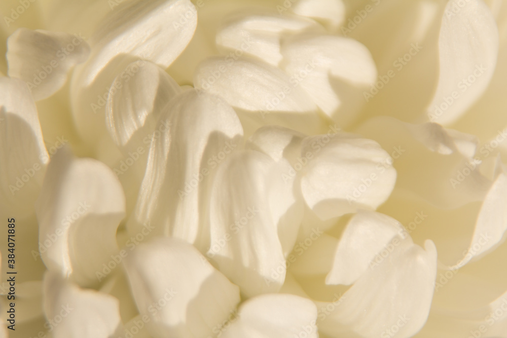 chrysanthemum white flower close up