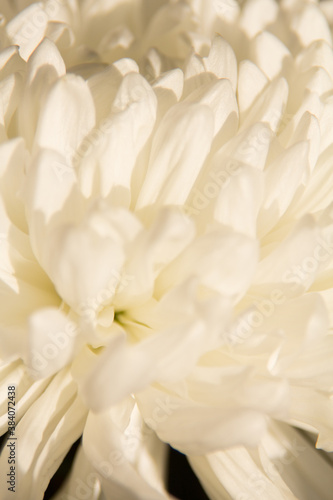 chrysanthemum white flower close up © Zaliya
