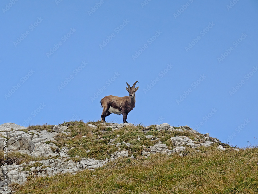 Young Capricorn, Junger Steinbock (Capra ibex)