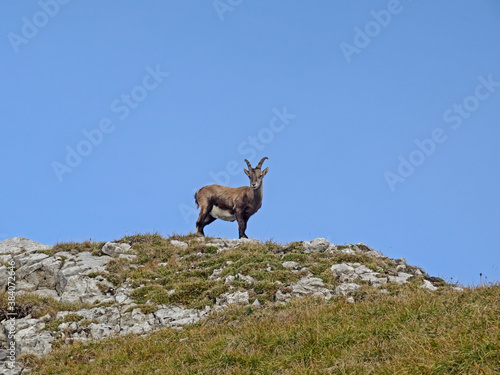 Young Capricorn, Junger Steinbock (Capra ibex) © scubaluna