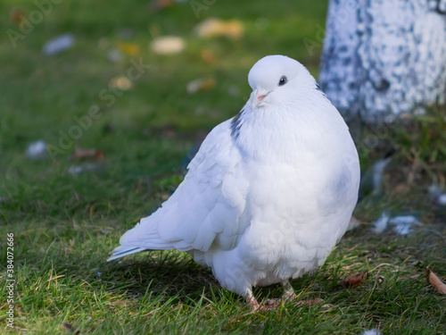 white dove on green grass near tree