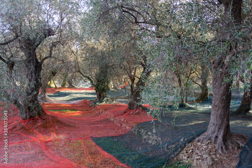 Harvest time in olive garden. Province of Imperia, Italy photo