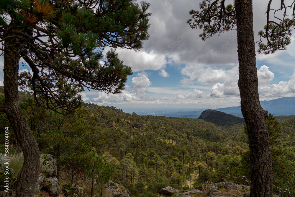 forest from the top of mount tlaloc mexico forest from the top of mount tlaloc mexico
