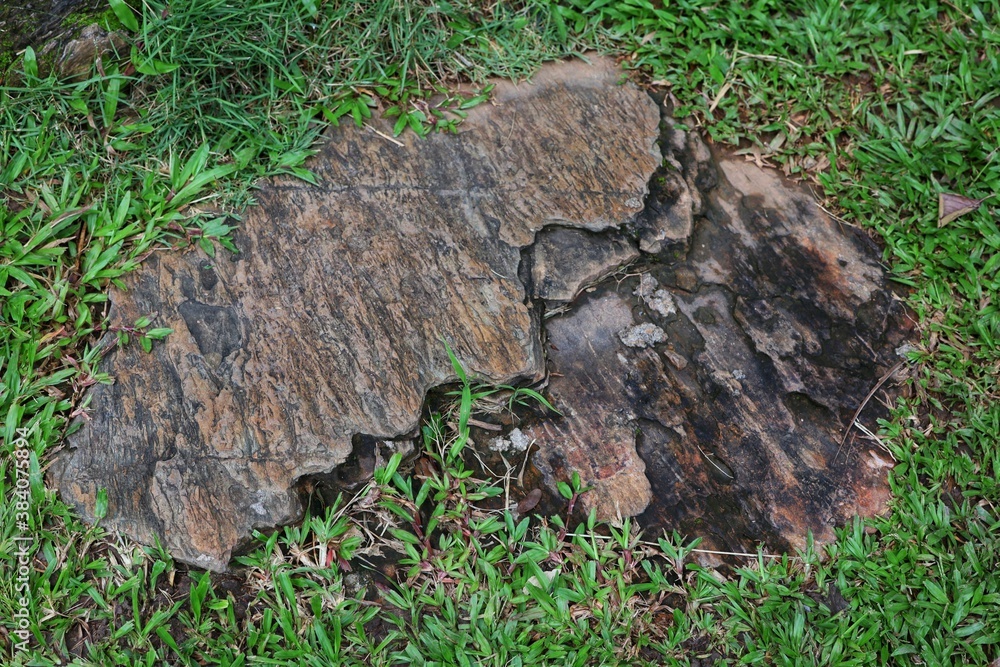 Obraz premium moss on the ground