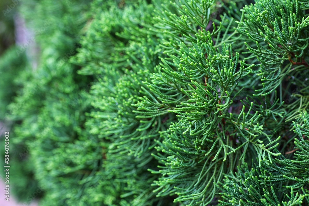 close up of green moss