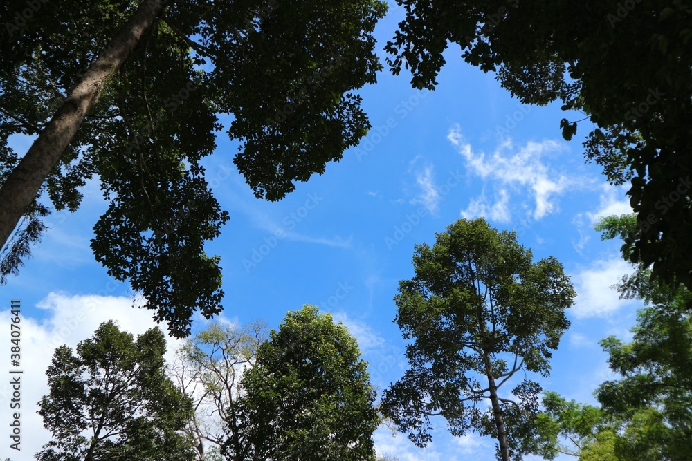 Fototapeta premium trees in the sky