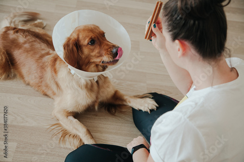 Young girl looking at her dog Golden Retriever with Elizabethan Plastic Cone. Medicine concept for pets. Training a dog.