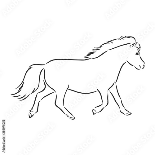 Vector hand drawing pony isolated on white background  pony horse  vector sketch illustration