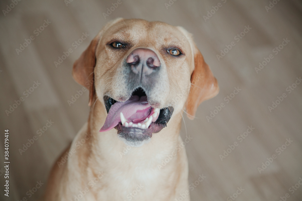 Golden Retriever with Labrador sitting on the floor at home. Pets concept. Golden Retriever with Labrador sitting on the floor at home. Pets concept.