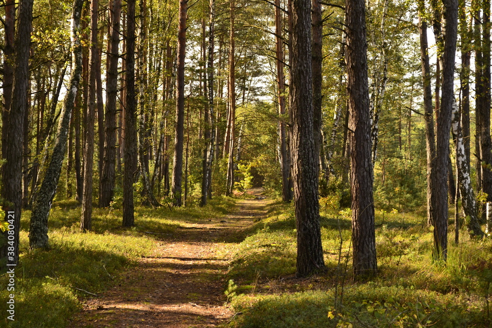 Obraz premium path in the forest
