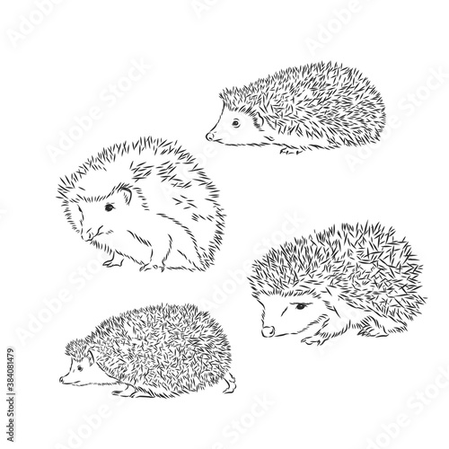 Hedgehog sketch drawing isolated on white background, hedgehog, vector sketch illustration