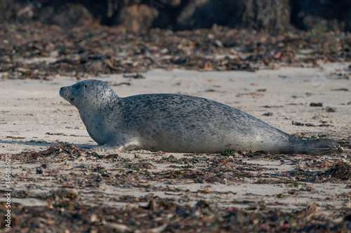 Grey Seal Phoca vitulina lying on the beach, seaweed in foreground, rocks in background