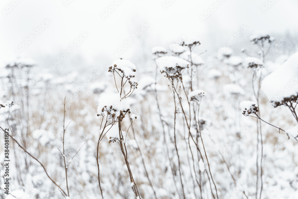 Winter background. snow covered field with dry tall grass Winter background. snow covered field with dry tall grass