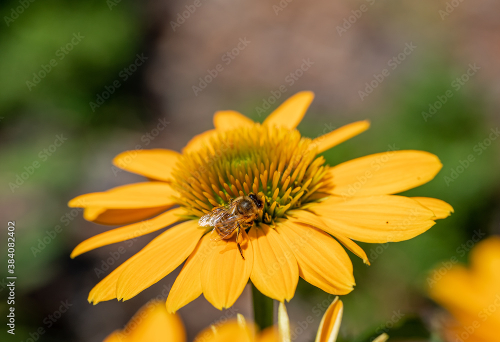 Flowers of Echinacea - an herb stimulating the immune system Flowers of Echinacea - an herb stimulating the immune system