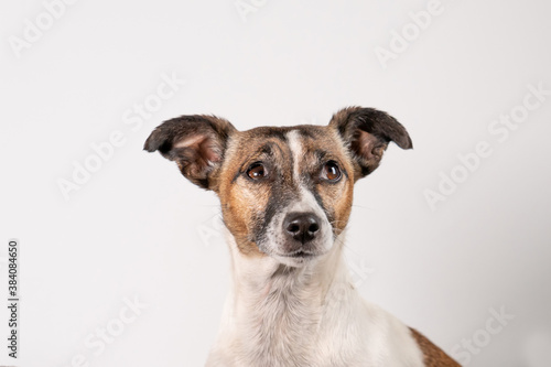 Brown and white older Jack Russell Terrier on a white background, head only