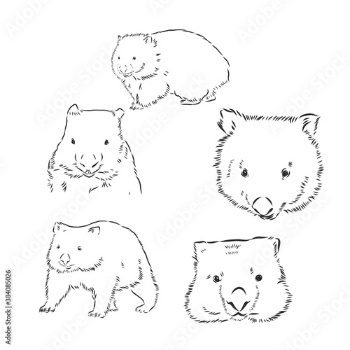 Wombat hand drawing. Vector art illustration. Black graphic isolate on white background. The object of a naturalistic sketch.
