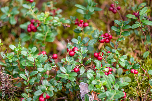 Ripe cowberry in forest. Ripe red lingonberry, partridgeberry, or cowberry grows in pine forest. Shallow depth of field.