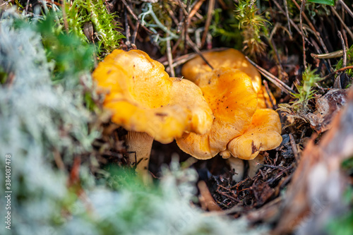 Yellow chanterelle (cantharellus cibarius). Fresh organic mushrooms in the forest. Fungi background texture.