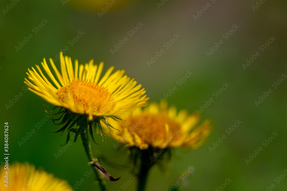 marigold flower on dark background (Calendula officinalis) marigold flower on dark background (Calendula officinalis)