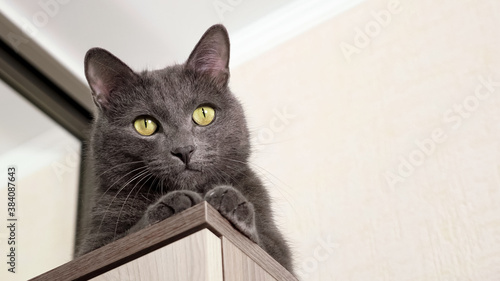 Beautiful gray cat sits on the closet, bottom view.