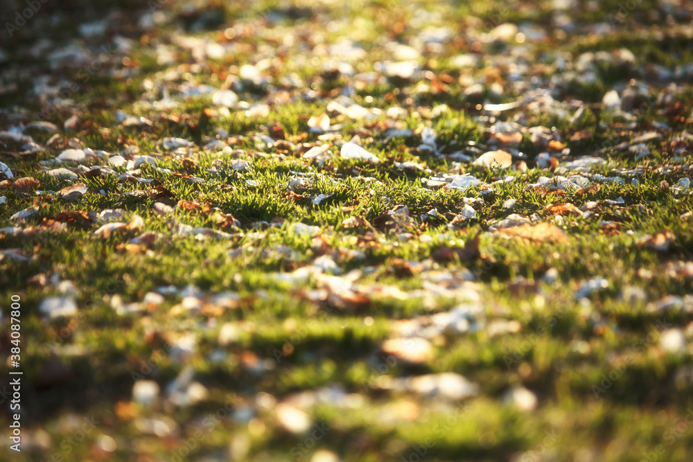 moss on the ground moss on the ground