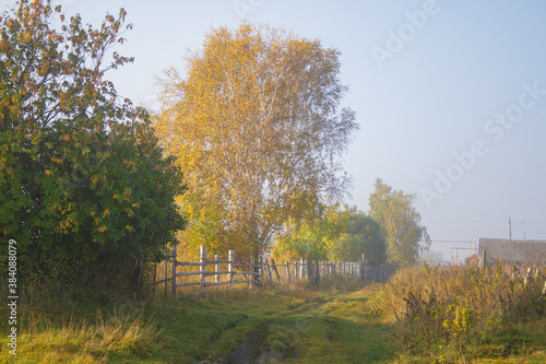 Trees in the fog © Andrey