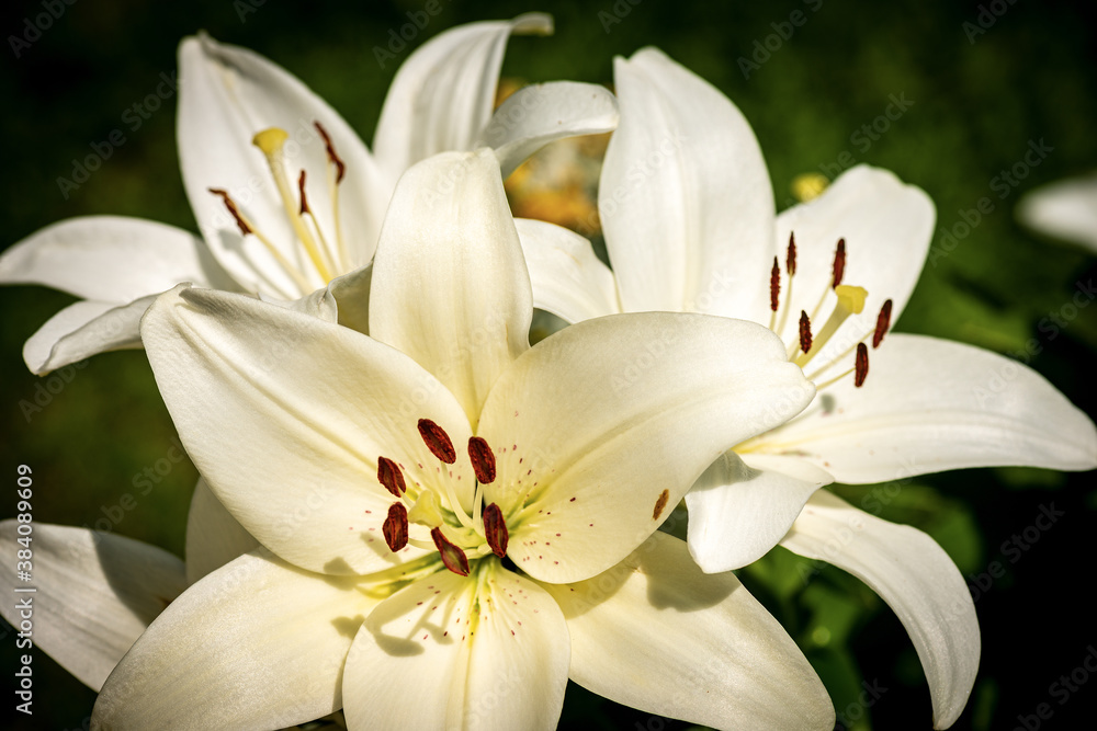 Beautiful white Lily Flowers in a garden with a green background. Macro photography. Beautiful white Lily Flowers in a garden with a green background. Macro photography.