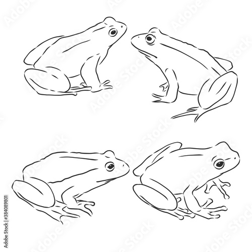 outline drawing of a frog isolated on white, frog, vector sketch illustration