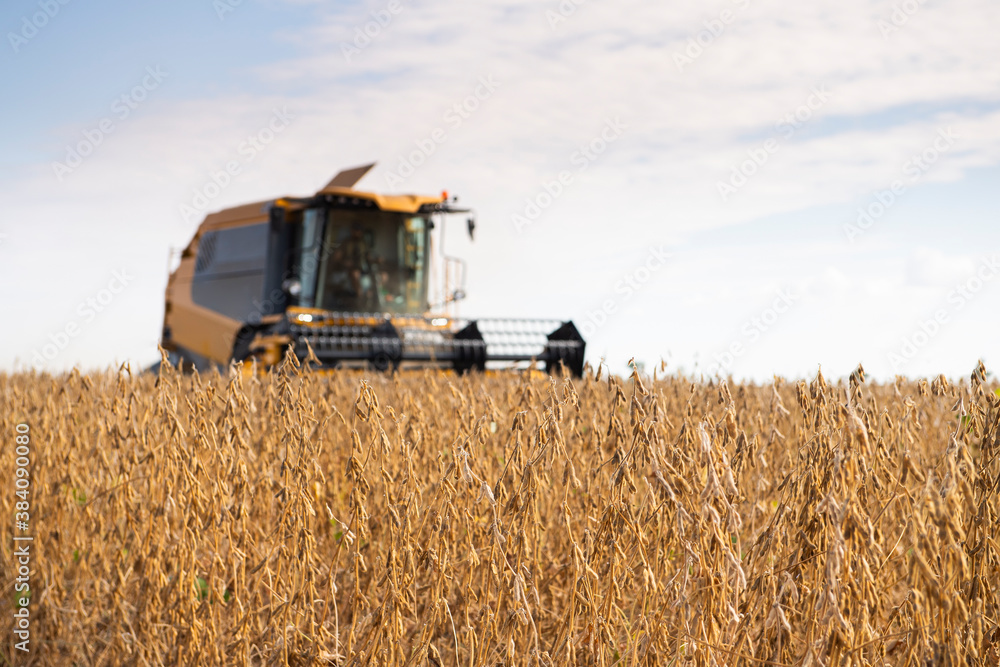 Fototapeta premium Harvesting combine in the wheat.
