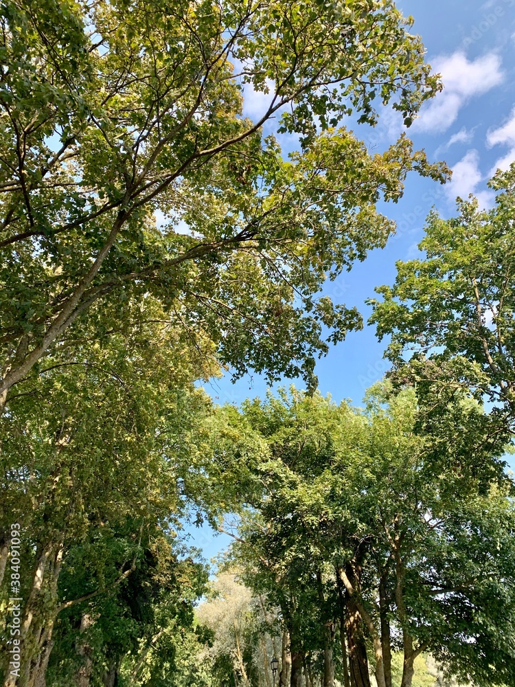 trees and sky trees and sky