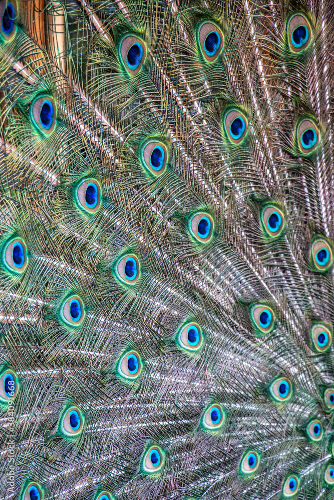 Obraz premium Close up of colorful peacock tail feathers like blue eyes