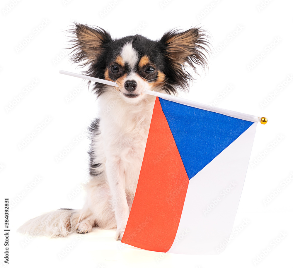 Chihuahua with a flag of Czech Republic